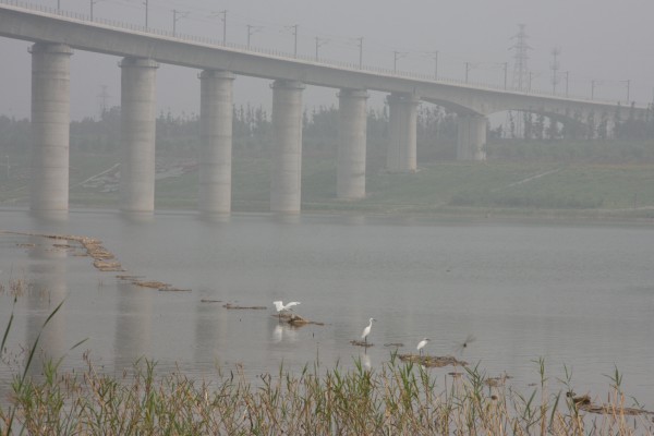 Egrets come looking for food in Beijing lake