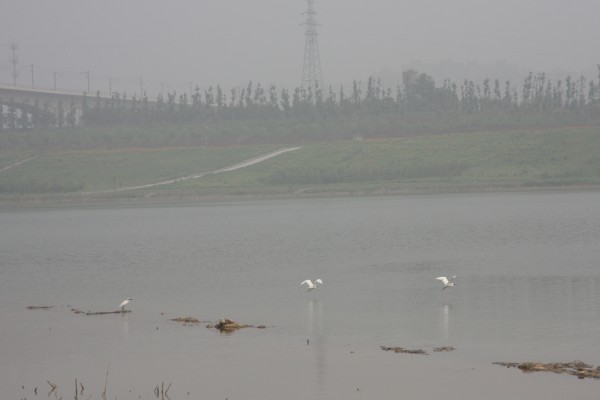 Egrets come looking for food in Beijing lake