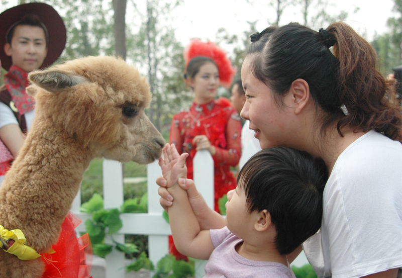 Happy with Happy, the happy alpaca, at Garden Expo