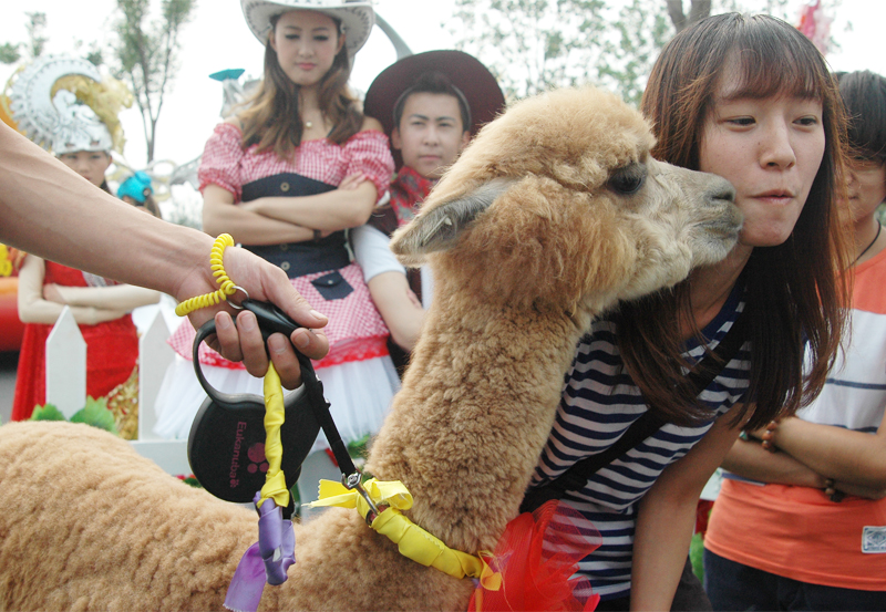 Happy with Happy, the happy alpaca, at Garden Expo