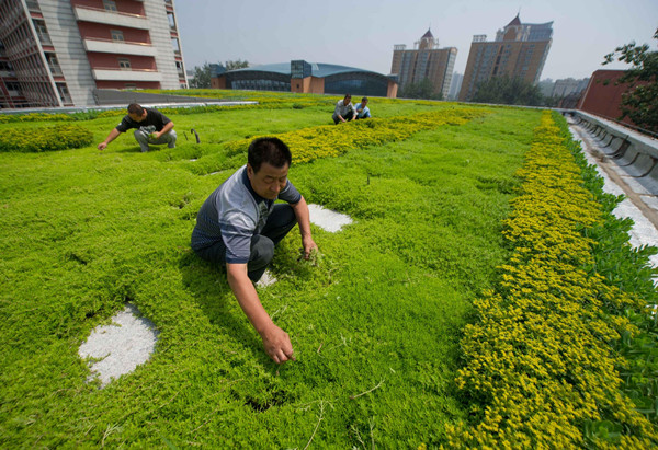 Beijing makes efforts in urban greening