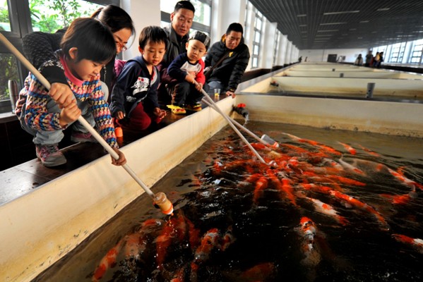 Bottle-feeding fish in Fengtai