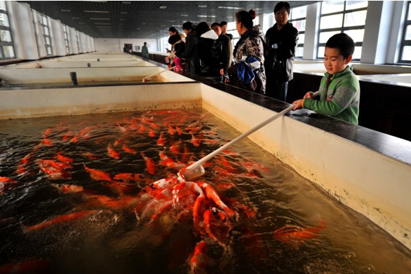 Bottle-feeding fish in Fengtai