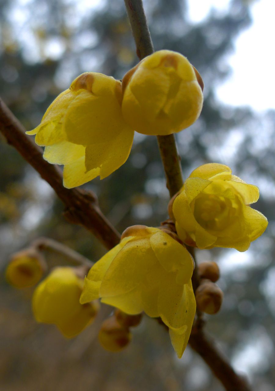 Wintersweet flowers in bloom