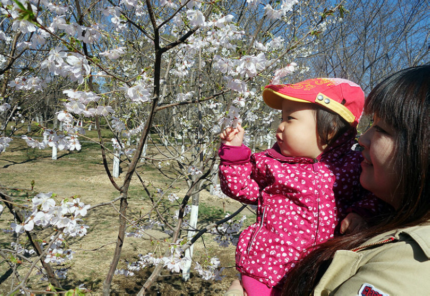 Cherry Blossom Festival kicks off