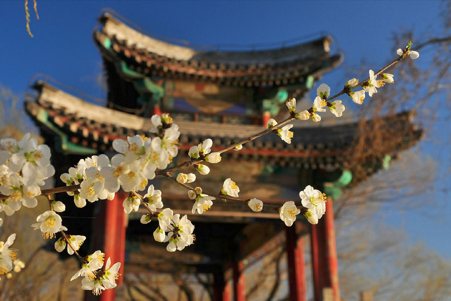 Early spring beauty at the Summer Palace