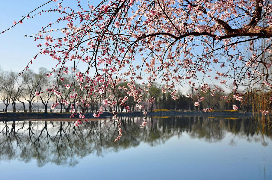 Early spring beauty at the Summer Palace
