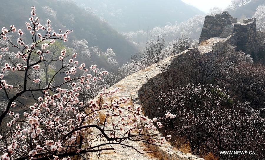 Spring flowers bloom at the Great Wall in Beijing