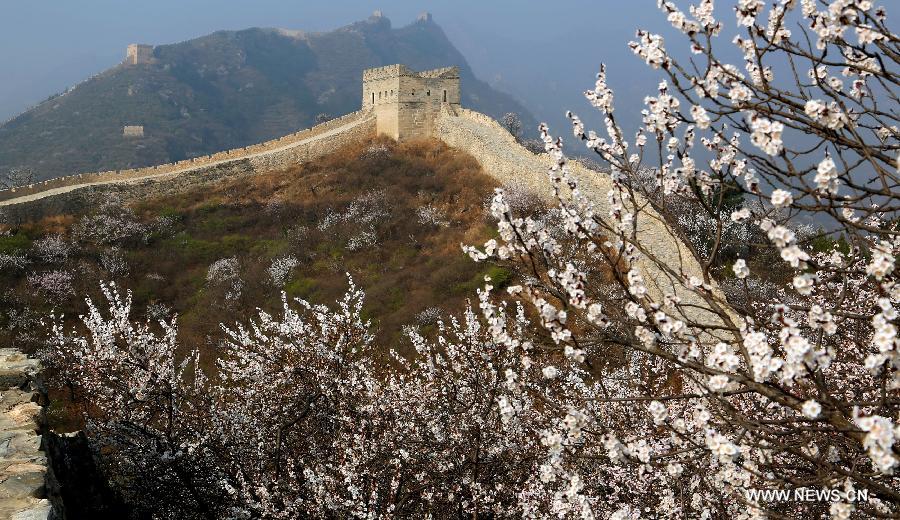Spring flowers bloom at the Great Wall in Beijing