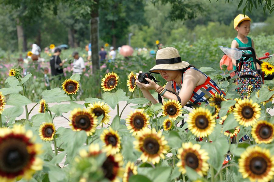 Visitors enjoy blooming sunflowers in Beijing