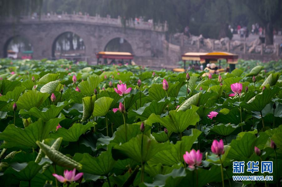 Lotus flowers blossom in Beihai Park