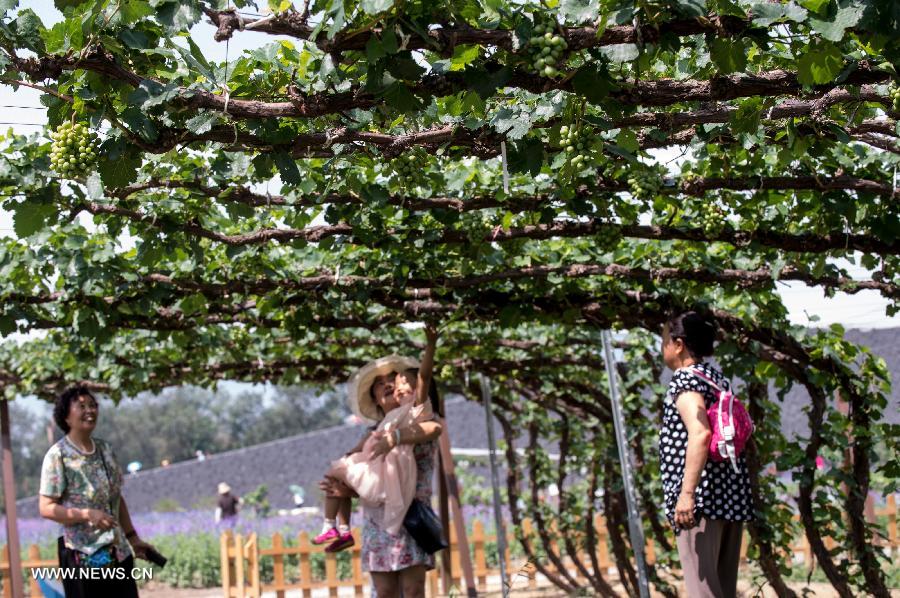 Int'l Grape Exhibition Garden opens in Yanqing county of Beijing