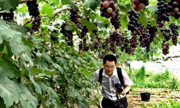 Yanqing International Grape Conference
