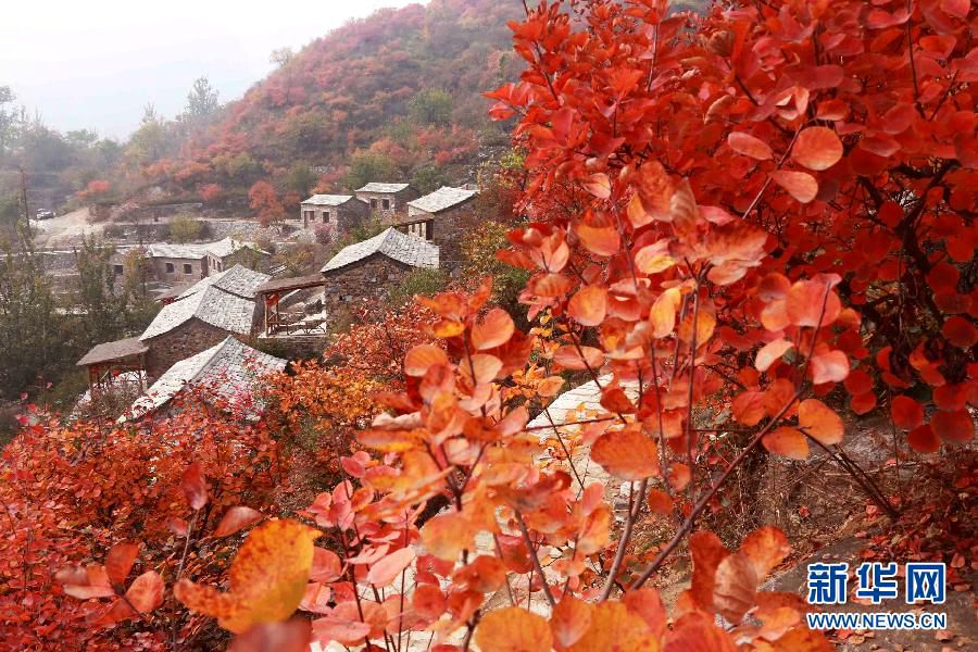 Red leaves burst forth in autumn