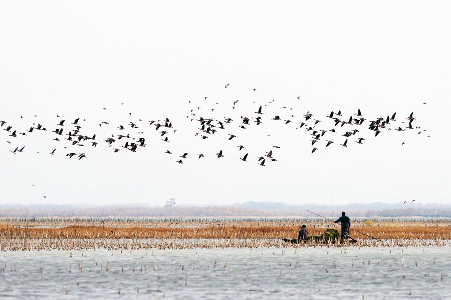 Birds migrate to Guanting Reservoir