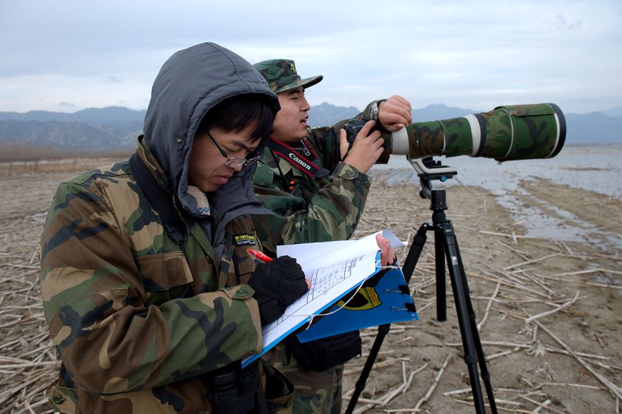 Birds migrate to Guanting Reservoir