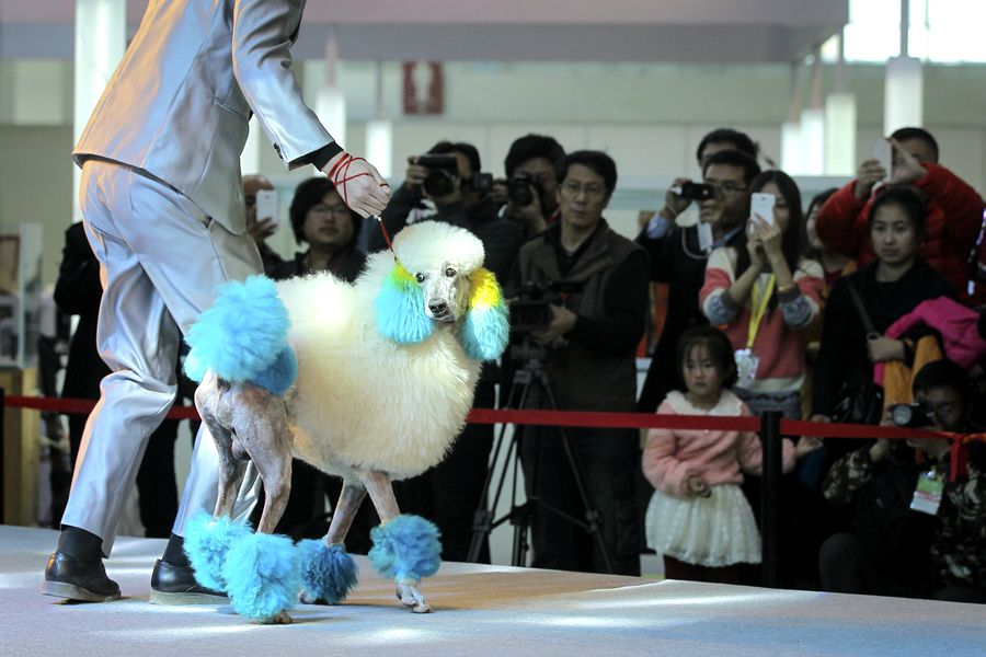 China International Pet Show opens in Beijing