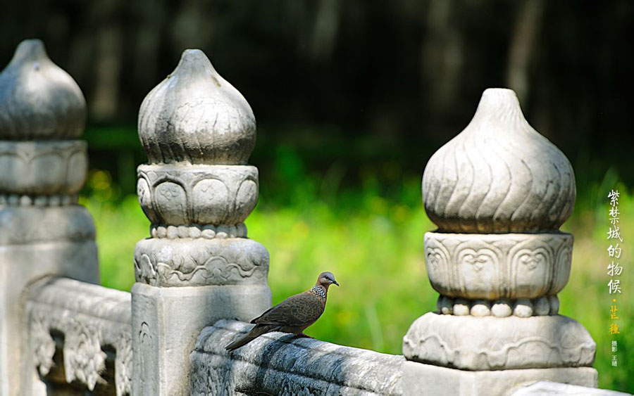 Photos reveal beauty of four seasons at Palace Museum (part 1)