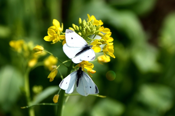 Early Bloomers: Best times to view spring flowers in Beijing