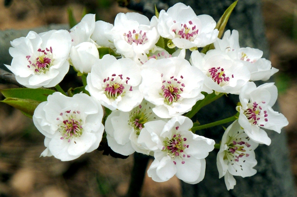 Early Bloomers: Best times to view spring flowers in Beijing