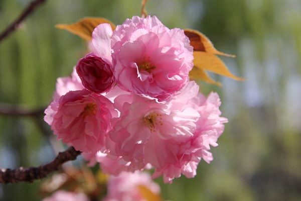 Early Bloomers: Best times to view spring flowers in Beijing