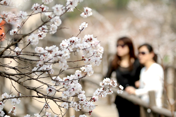 Early Bloomers: Best times to view spring flowers in Beijing