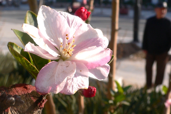 Early Bloomers: Best times to view spring flowers in Beijing