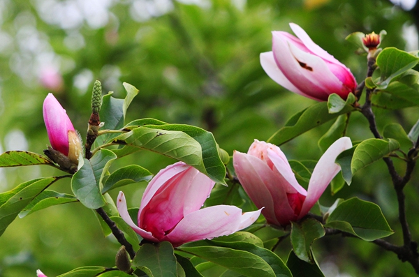 Early Bloomers: Best times to view spring flowers in Beijing