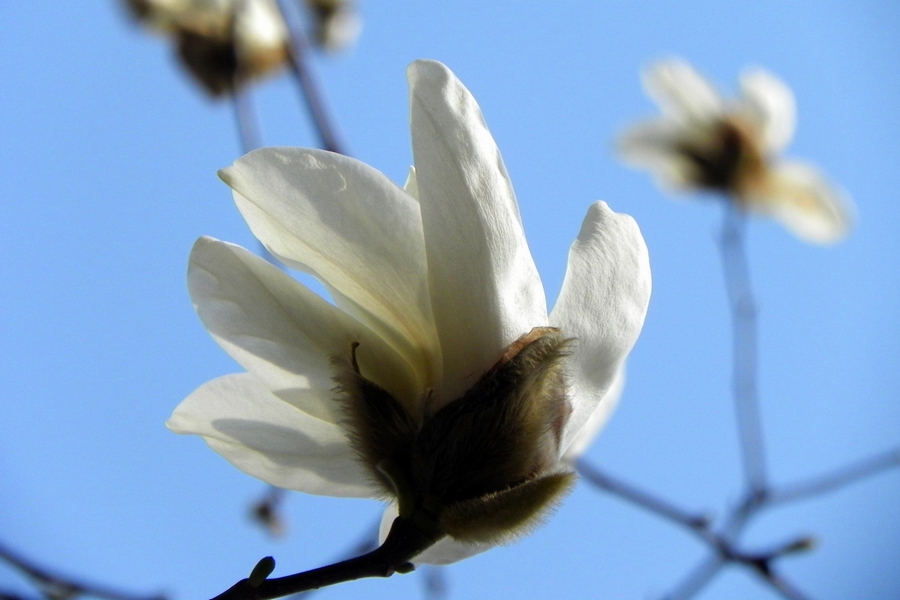 Magnolia flowers bloom in spring