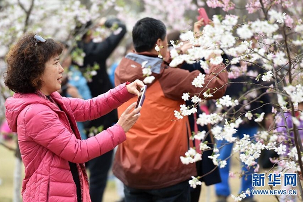 Beijing welcomes cherry blossom season