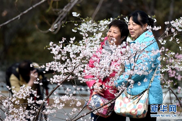 Beijing welcomes cherry blossom season