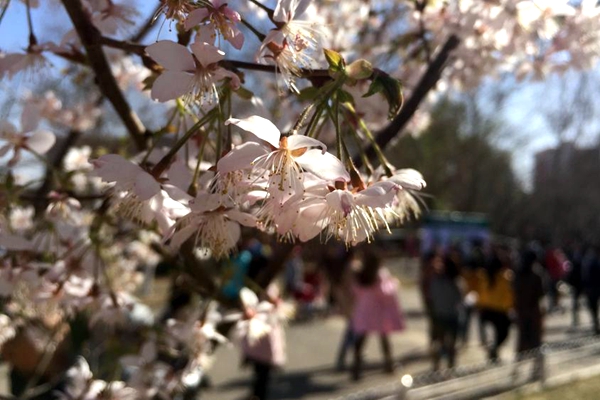 Beijing welcomes cherry blossom season