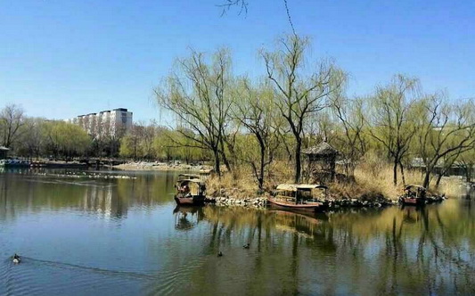 Willow trees shooting buds as willow culture festival to open
