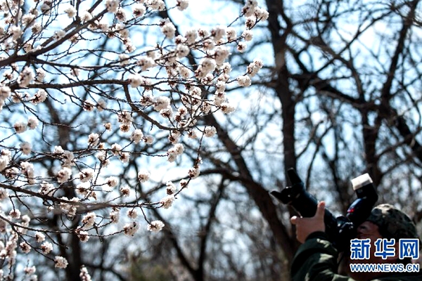 Top 10 places to see spring flowers in Beijing