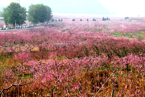 Pinggu to greet visitors with flowers and music