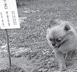 Pet lovers lay their best friends to rest