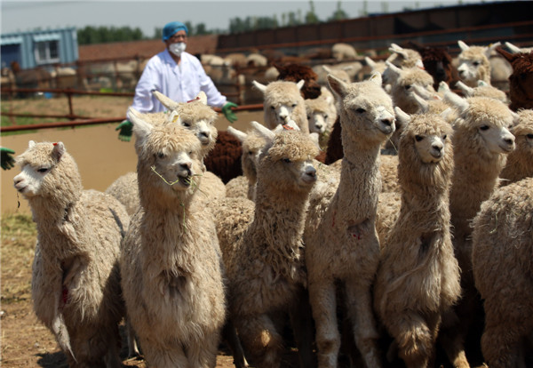 Cute alpacas 'visit' Beijing