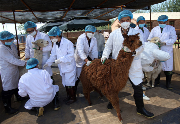 Cute alpacas 'visit' Beijing