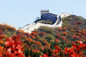 Badaling red leaves shine in Beijing's colorful autumn
