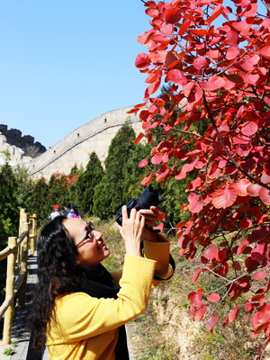 Badaling red leaves shine in Beijing's colorful autumn