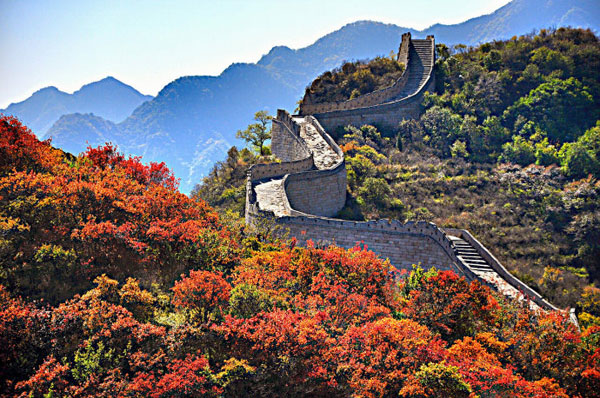 Badaling Great Wall bursting with autumn colors