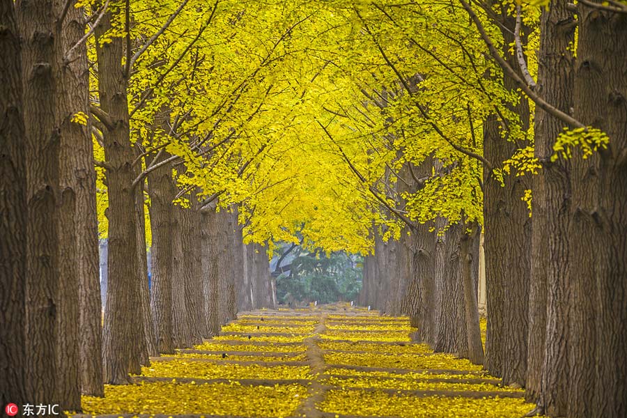 Places to enjoy golden gingko tree leaves