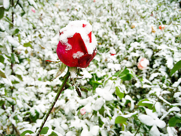 First snow turns Beijing white and beautiful