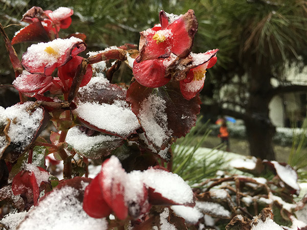 First snow turns Beijing white and beautiful