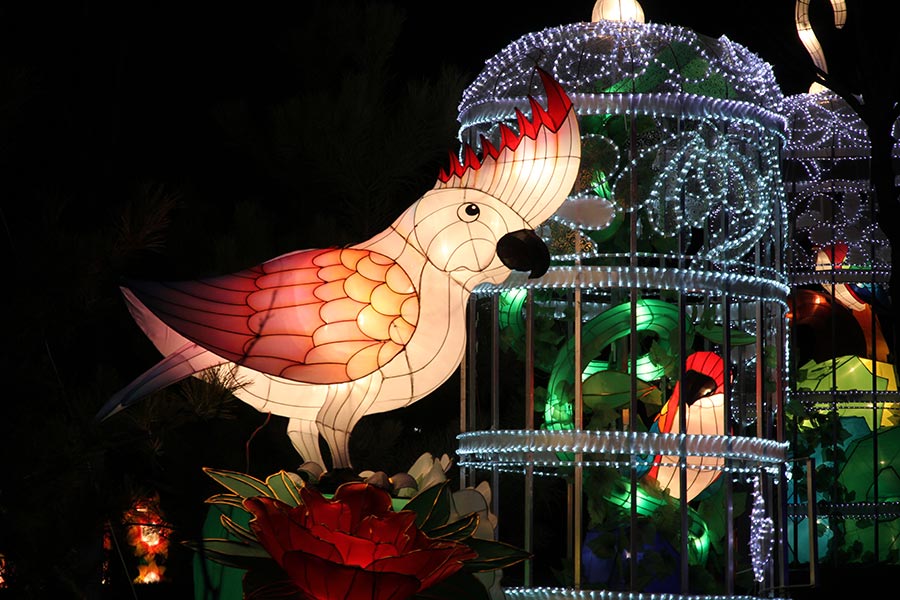 Lanterns light up Beijing rose park for Spring Festival