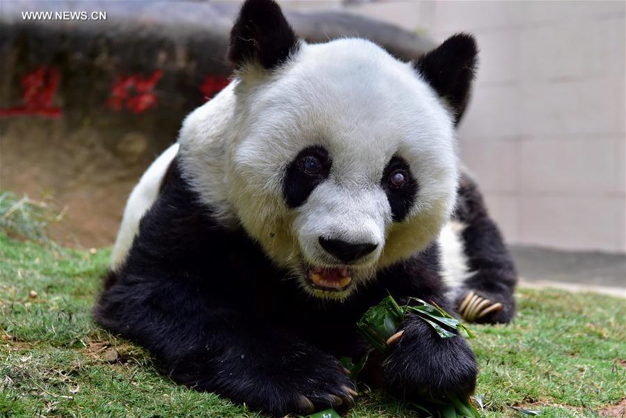 World's eldest giant panda in captivity turns 37 years old