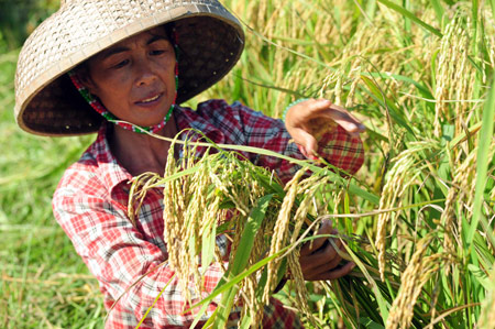 From self-sufficiency to grain contribution