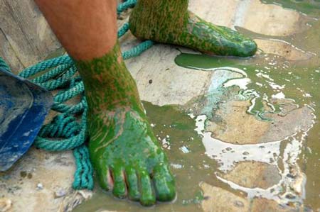 Algae menace to be savior of China's fabric industry