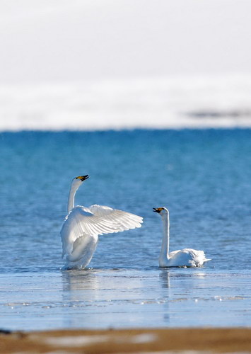 Sailimu Lake Scenic Area closes road, protects swans