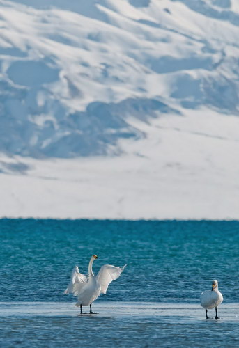 Sailimu Lake Scenic Area closes road, protects swans